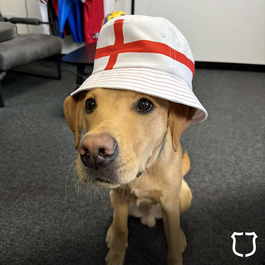 gunner the dog is mystery football's mascot